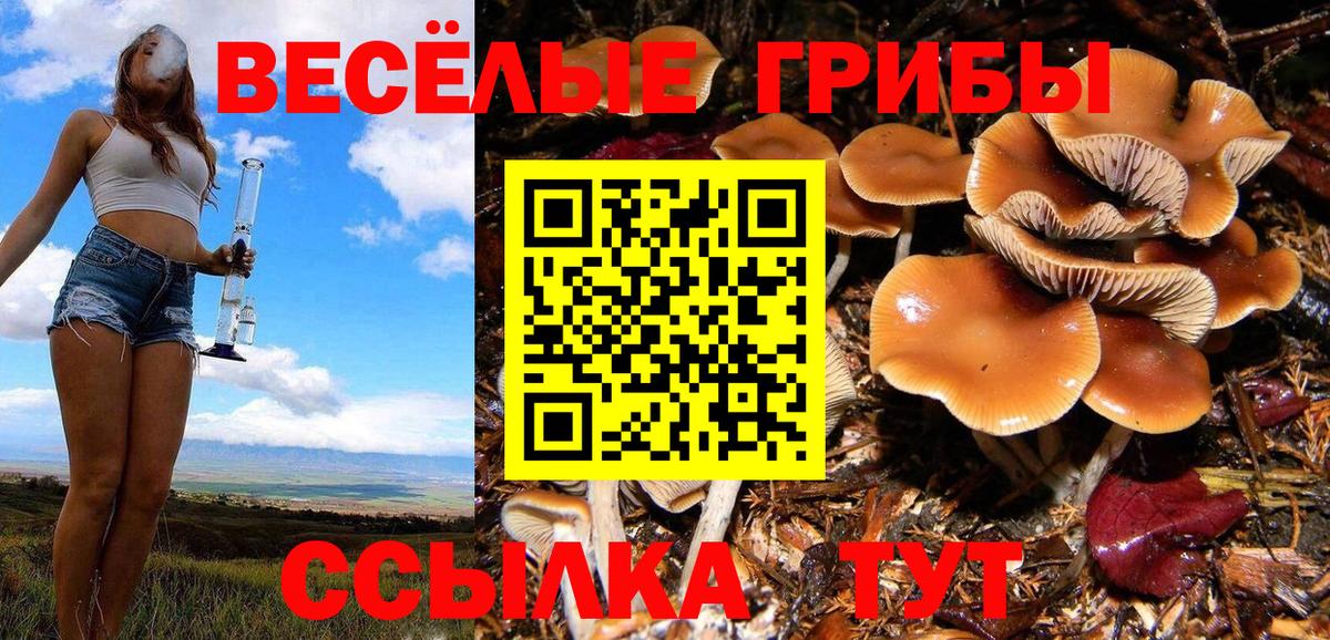 Черногорск  Галлюциногенные грибы Psilocybe  Вход с VPN  Галлюциногенные грибы Cubensis 