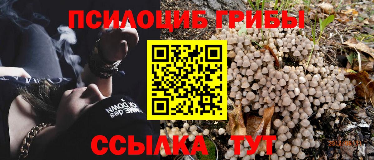 Псилоцибиновые грибы Cubensis Черногорск